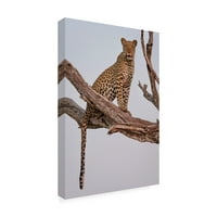Роб Дарби „Леопард портрет“ платно уметност