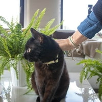 Петси Зелена отцепена јака за мачки и нараквица за пријателство во кутија за подароци за пријателска земја